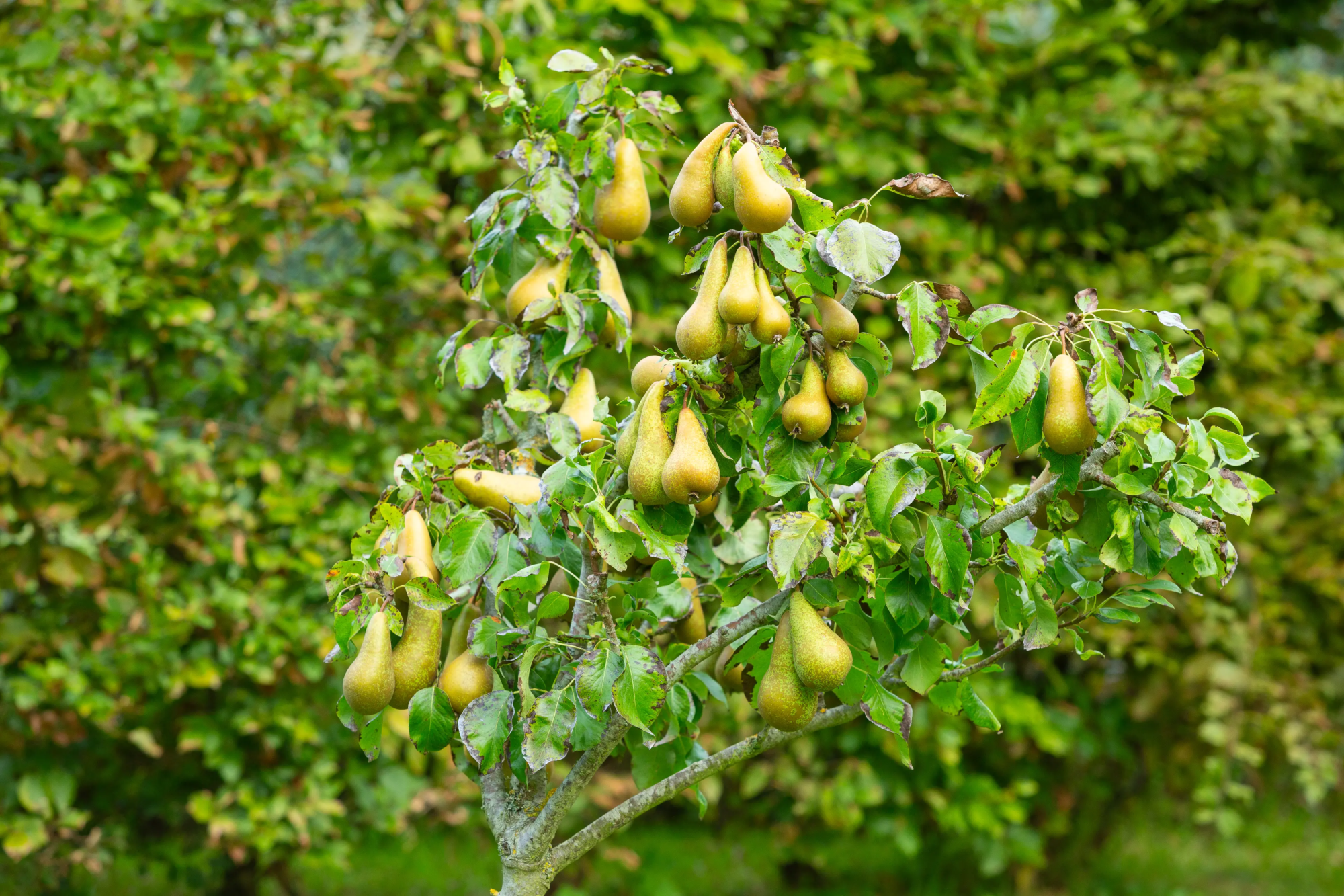 Arbre fruitier planté à Rezé par Léauté Paysage