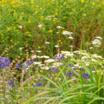 5-prairie-fleurie-carquefou-leaute-paysage