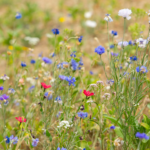 3-gazon-alternatif-prairie-fleurie-saint-herblain-leaute-paysage