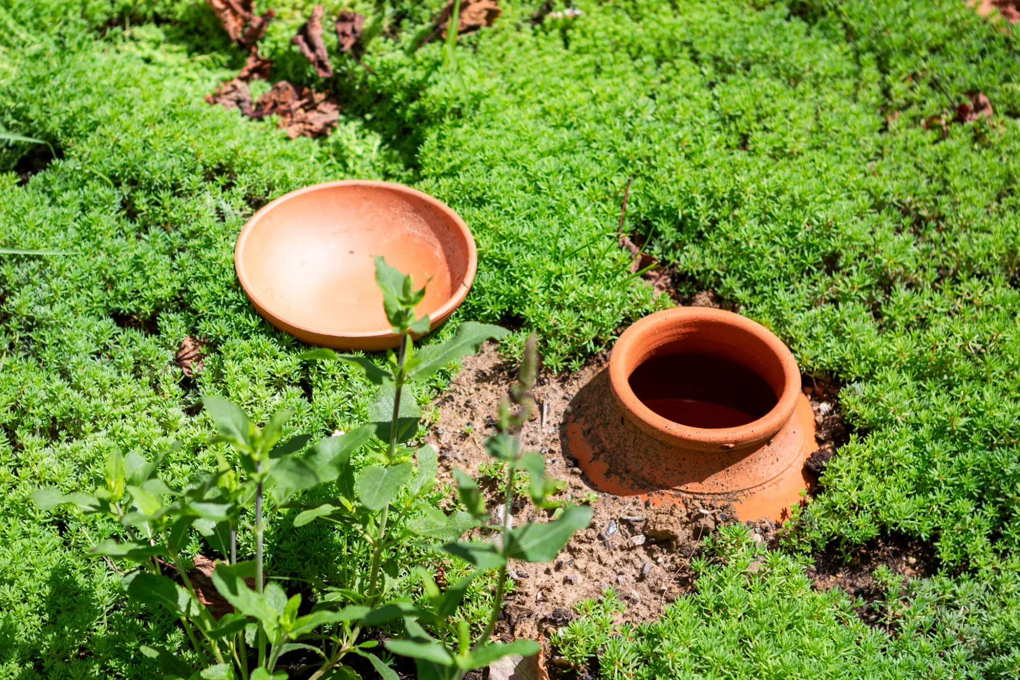 Ollas d'irrigation pour jardin écologique à Thouaré-sur-Loire installées par Léauté Paysage